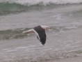 /album/photogallery/kelp-gull-in-flight-jpg/